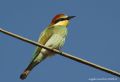 Merops apiaster